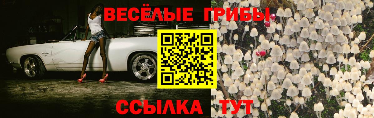 Галлюциногенные грибы MAGIC MUSHROOMS  Псилоцибиновые грибы Cubensis  Кизляр  Вход с VPN 